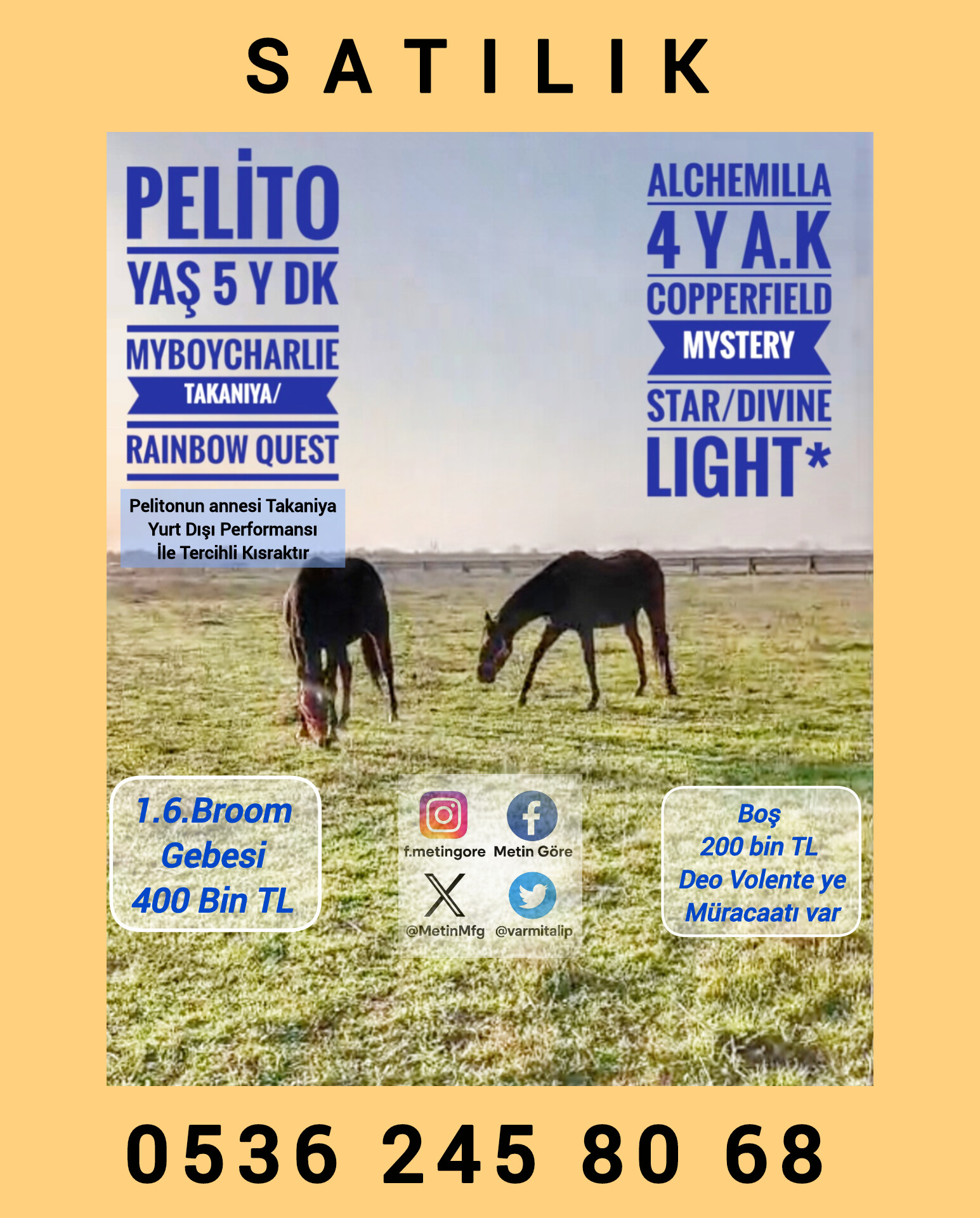 BOŞ KISRAK ALCHEMILLA 200 bin tl. (BROOM GEBESİ PELİTO SATILDI)